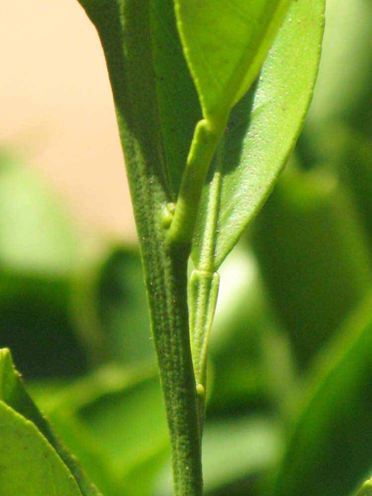            First year twig (Riverside, CA)   